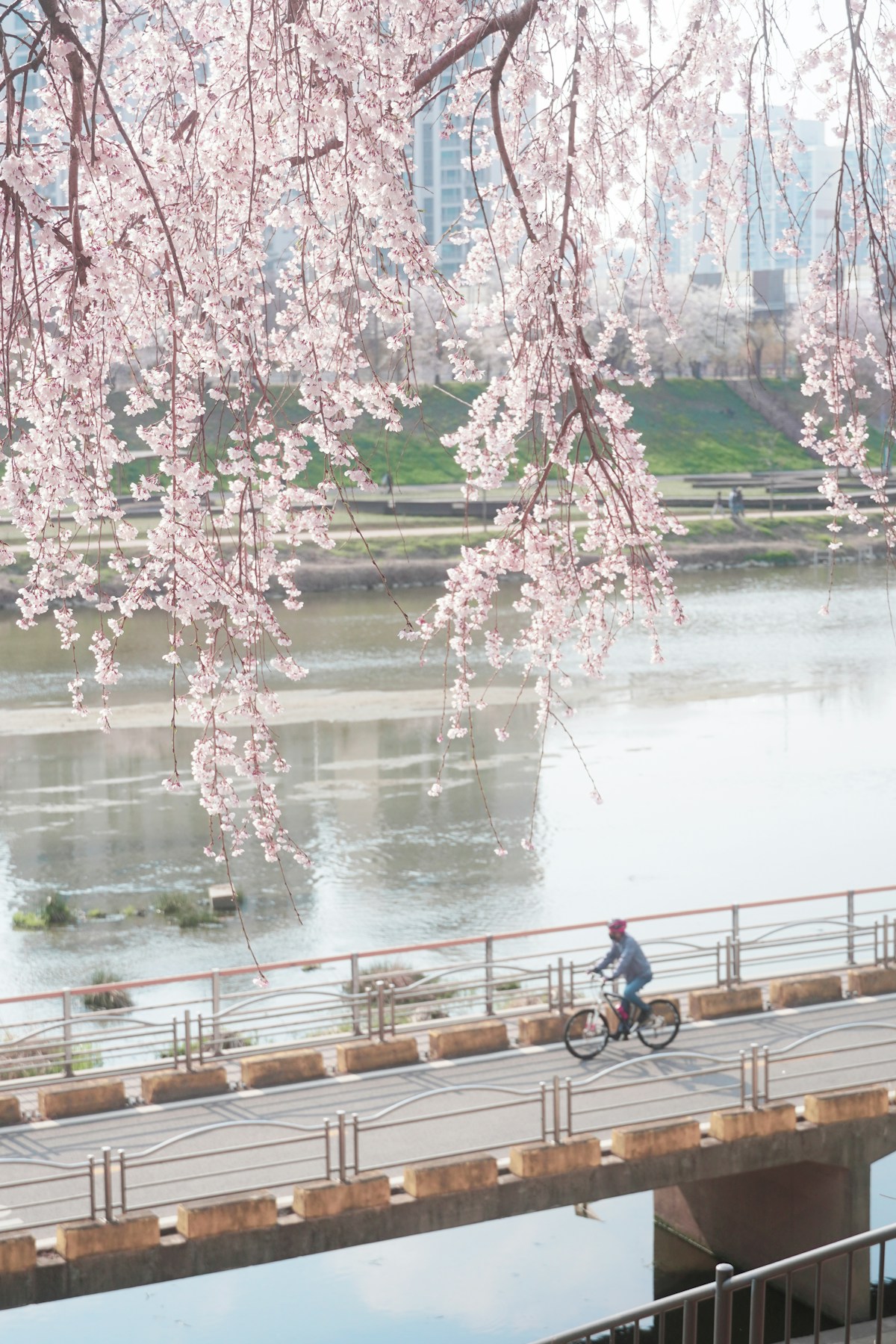 Korea 4 Rivers cycling route cyclists cherry blossom riverside